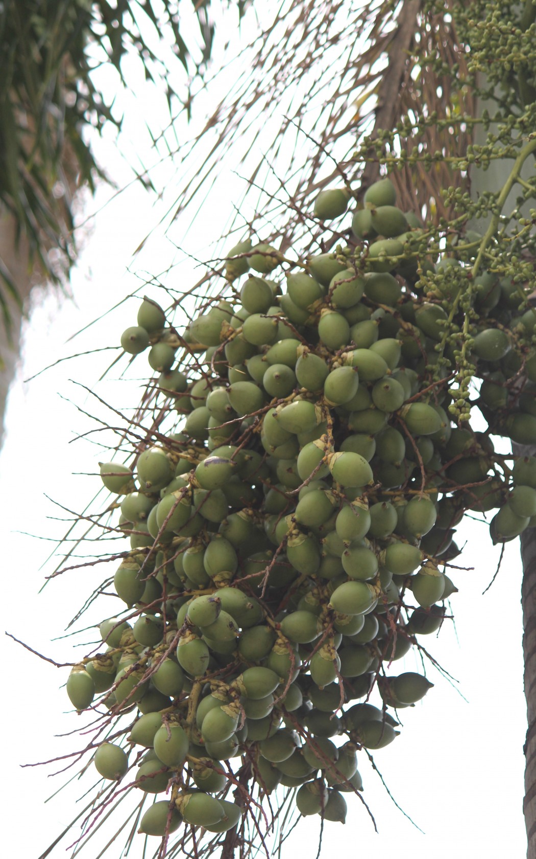 Fruit_immature